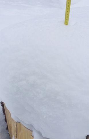 Talven 2021 virallinen mittauspisteeni on pihamme pöllit. Kaiken kaikkiaan lunta pitäisi olla nyt jo noin 45 cm, mutta uskottava se on mittanauhan lukua. Tarkkailen tilannetta, ja mittailen pöllien päällystä aina lumien tulon jälkeen. Oma ennustukseni on, että tänä vuonna parhaimmillaan lunta tulee olemaan 70 cm. Aika näyttää.