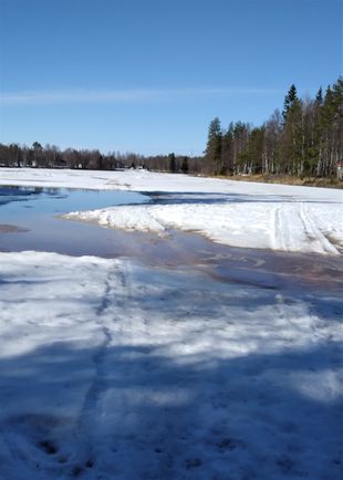 Vielä viikko sitten ulkoiltiin joen jäällä, mutta tällä viikonlopulla jäälle ei ole enää asiaa. Jäät sulavatkin nyt silmissä, kun aurinko paistaa täydeltä taivaalta ja mittarissa on +11 astetta. Varjosta huolimatta lumet sulavat myös samalla vauhdilla metsästä, joten ulkoilut lähimetsässä  saavat taas kevättä rintaan!